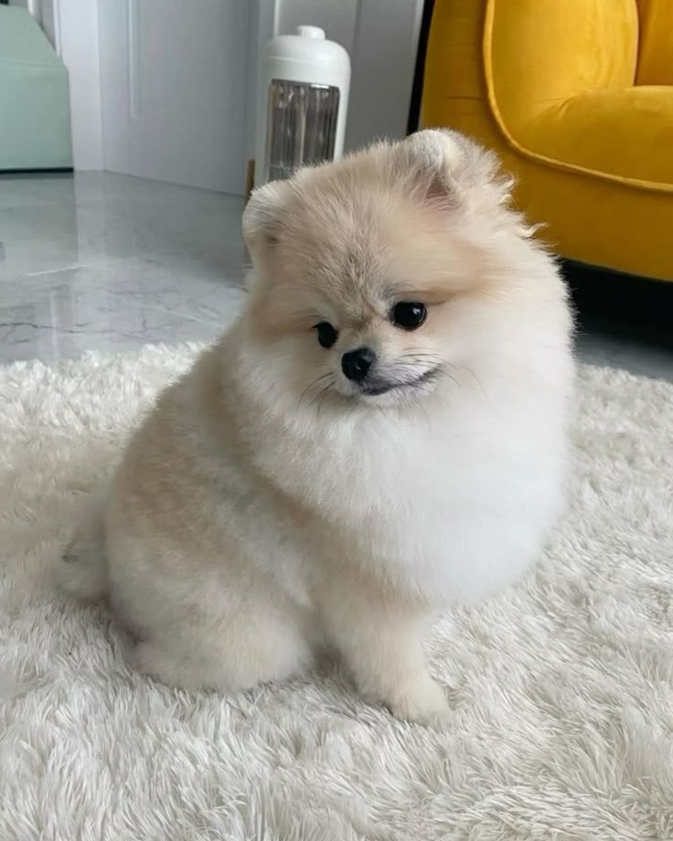 Pomeranian sitting